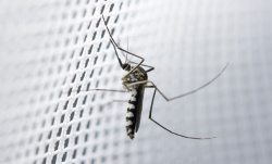 Bild Insektenschutz